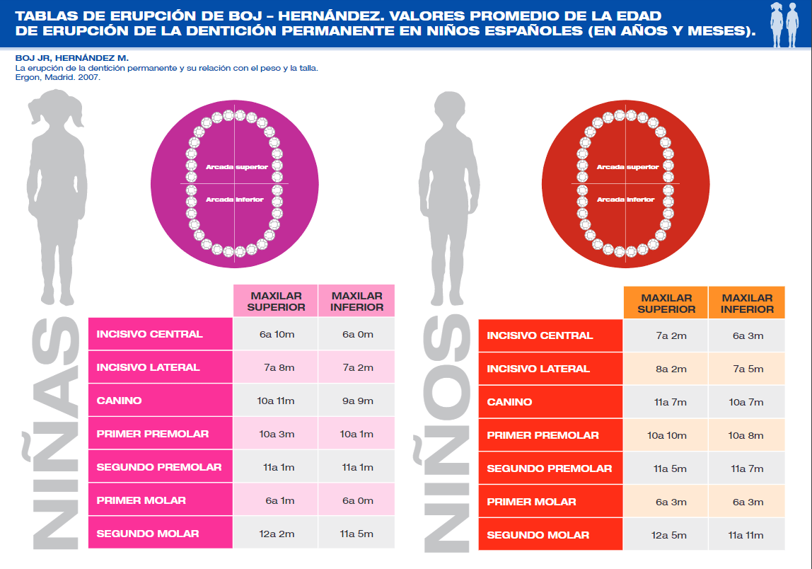 dientes-permanentes-hijos dientes-permanentes-hijos